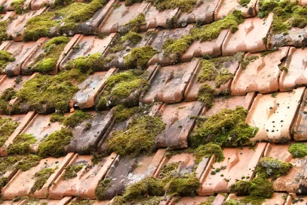 Mousse et lichens sur tuiles