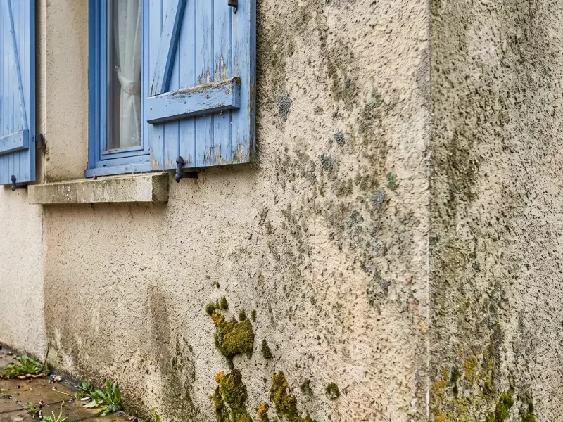 Mousse sur fa&ccedil;ade